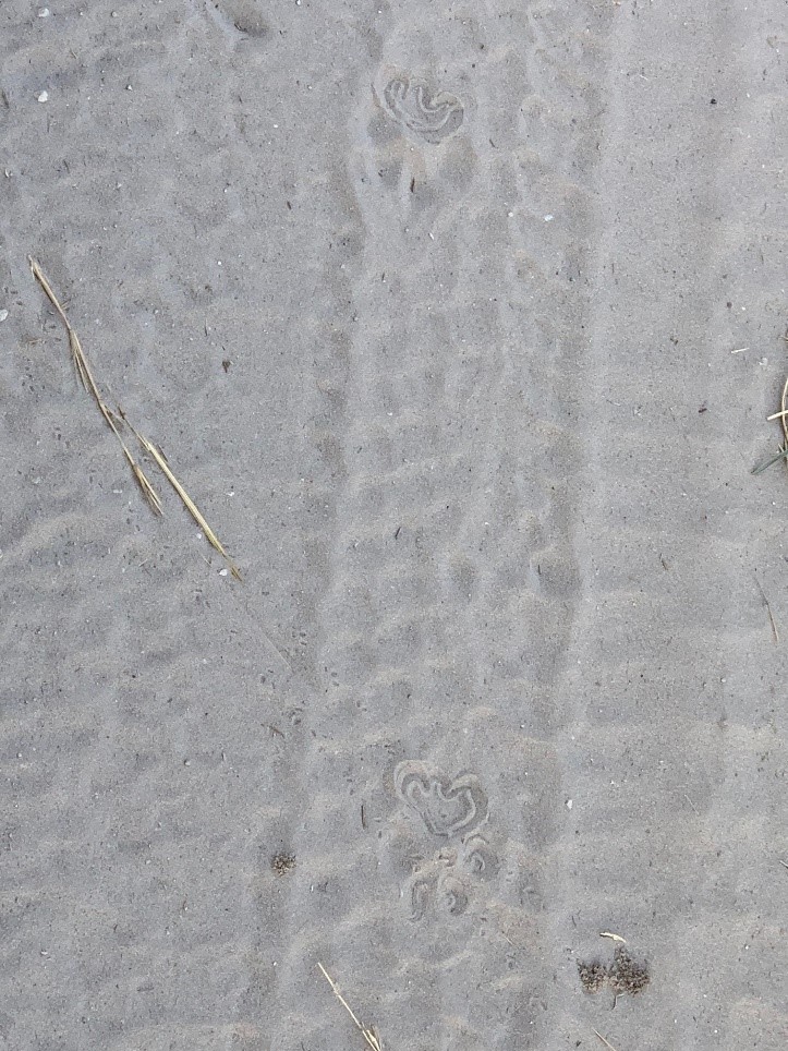 Pattern Recognition used to identify leopard tracks in camp